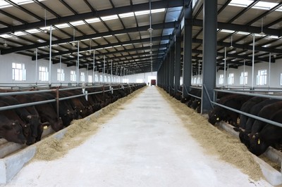 龙江县 打造“三个百亿级”产业集群 引领县域经济高质量发展——水产批发的强劲引擎