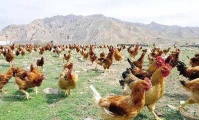 农民朋友有福了 未来5年，家禽销售致富之路，比外出打工更值得选择！