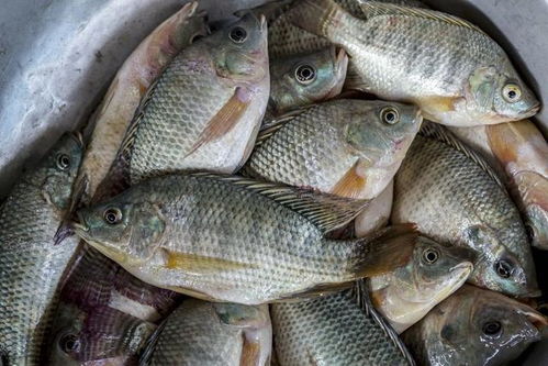 广西组织农产品促销三大战役，家禽销售捷报频传