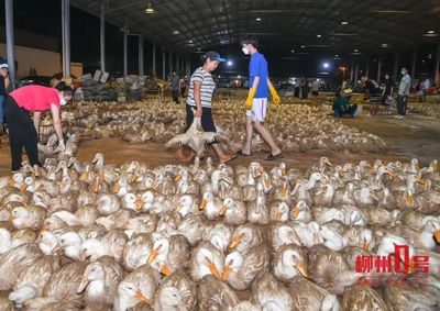 家禽市场火爆 日销量突破8万只，商家深夜忙碌，消费者关注价格走向