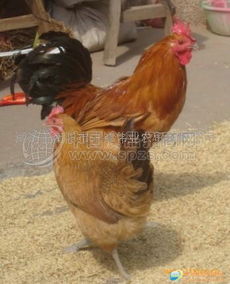 青脚土鸡 家禽销售中的绿色珍品