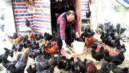 绿色生态乌骨鸡 400只待售盼援手