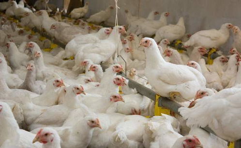 猪价大涨背景下家禽销售低迷回落，12月行情走势面临挑战