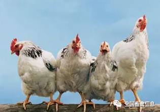 禽路坎坷 家禽销售市场再陷舆论漩涡