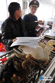 工商管控与菜场宣传双管齐下，保障家禽销售安全应对H7N9