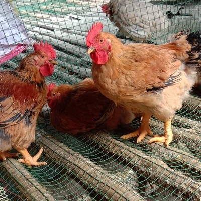新广麻黄鸡苗与K9麻黄鸡苗价格行情及家禽销售趋势分析