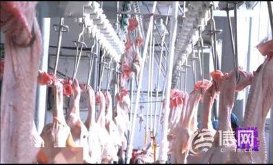 从2000只到50000只 她助力‘琅琊鸡’跑得更远飞得更高——水产批发的成功蜕变