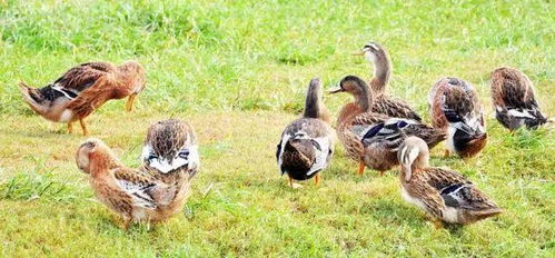 疫情下活禽禁售再升级 26省市推动家禽集中屠宰与冰鲜上市新变革