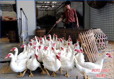 福州海峡家禽批发市场5月30日重启，当日销售近万羽