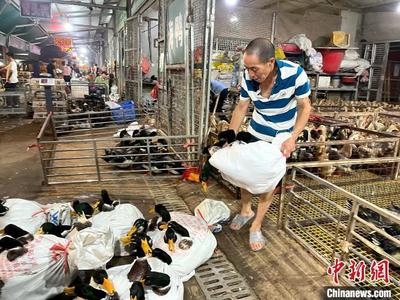 广西“鬼节”掀起“购鸭潮”，鸭市日销活鸭超8万只