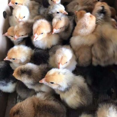 9~12月肉鸡市场分析 供应充裕，价格波动与家禽销售策略