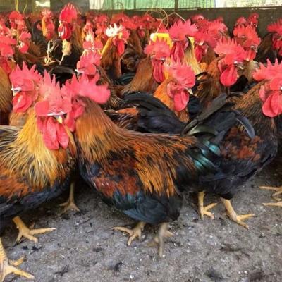 九斤红鸡苗 量大价优，抗病力强易成活